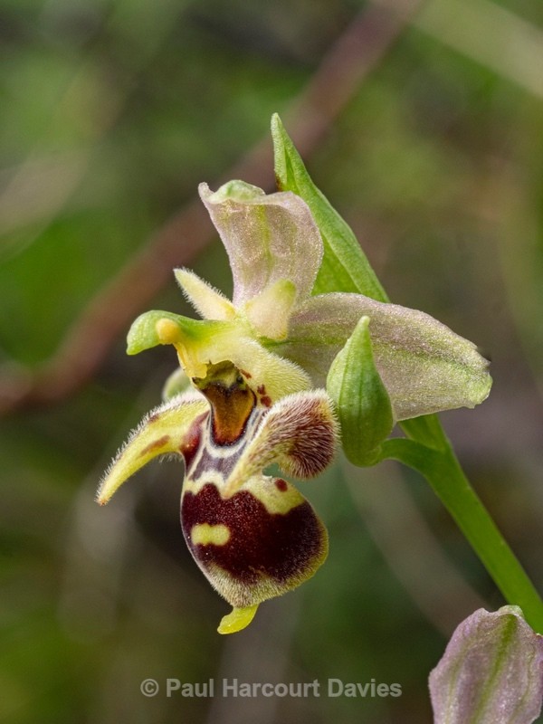 Horned Ophrys (Ophrys cornuta syn O. scolopax ssp cornuta) also  known as O.oestrifrea ssp montis-leonis  - Gargano - Wild Orchids