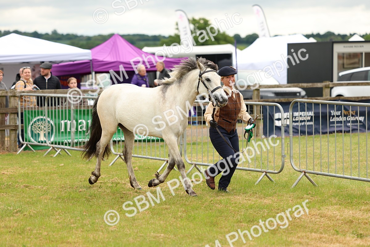 SBM_04157 - Class 64-67 - Shetland Pony In Hand