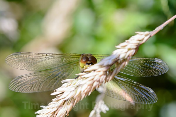 Female Common darter - Dragonflies & Damselflies