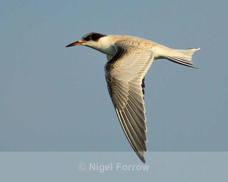 Common Tern (juvenile) in flight at Farmoor Reservoir - Common Tern