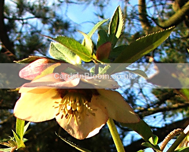 Hellebore - GARDEN FLOWERS
