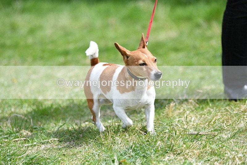 WJ5_0450 - Class 7 Best Terrier