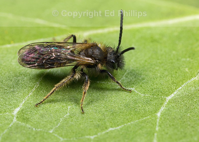 Andrena bicolor (m)