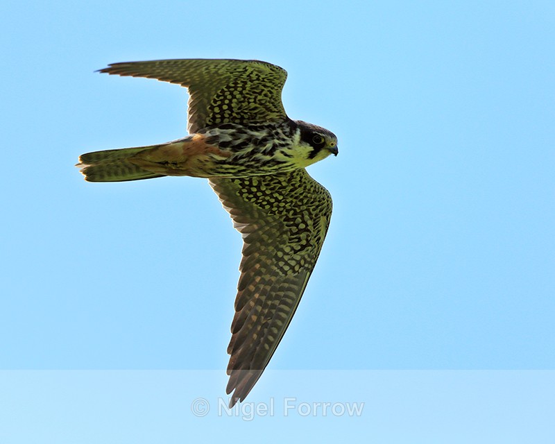 Close fly-past of a Hobby at Otmoor RSPB - Hobby