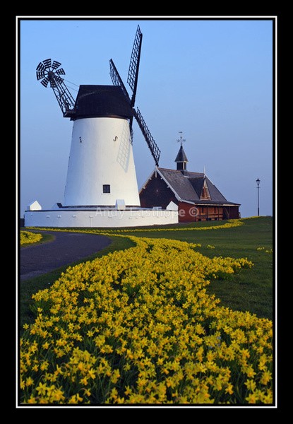 2009 Daffodils and Windmill - Lytham, Lancashire