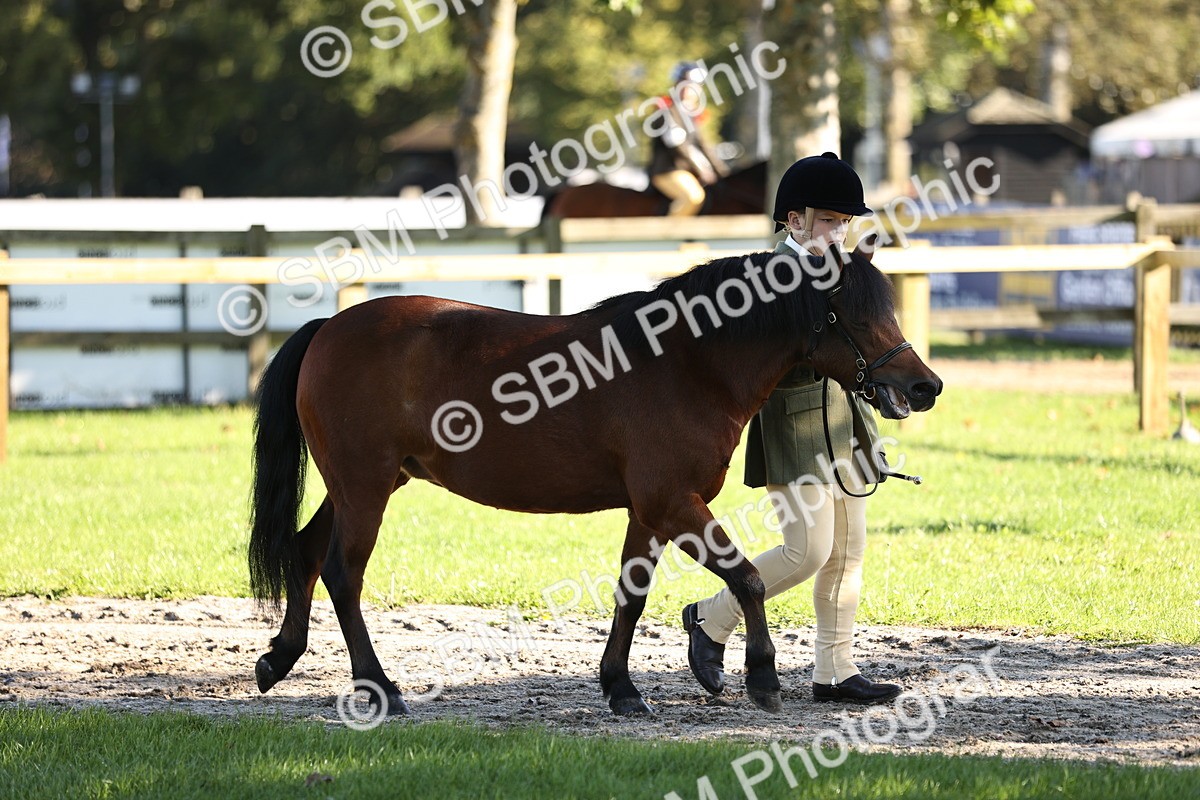 SBM_15832 - S1 - TSR in Hand Horse & Pony Showing
