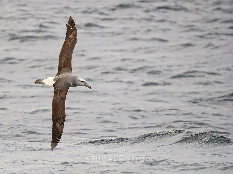 Shy Albatross banking, at sea, South Africa - Shy Albatross