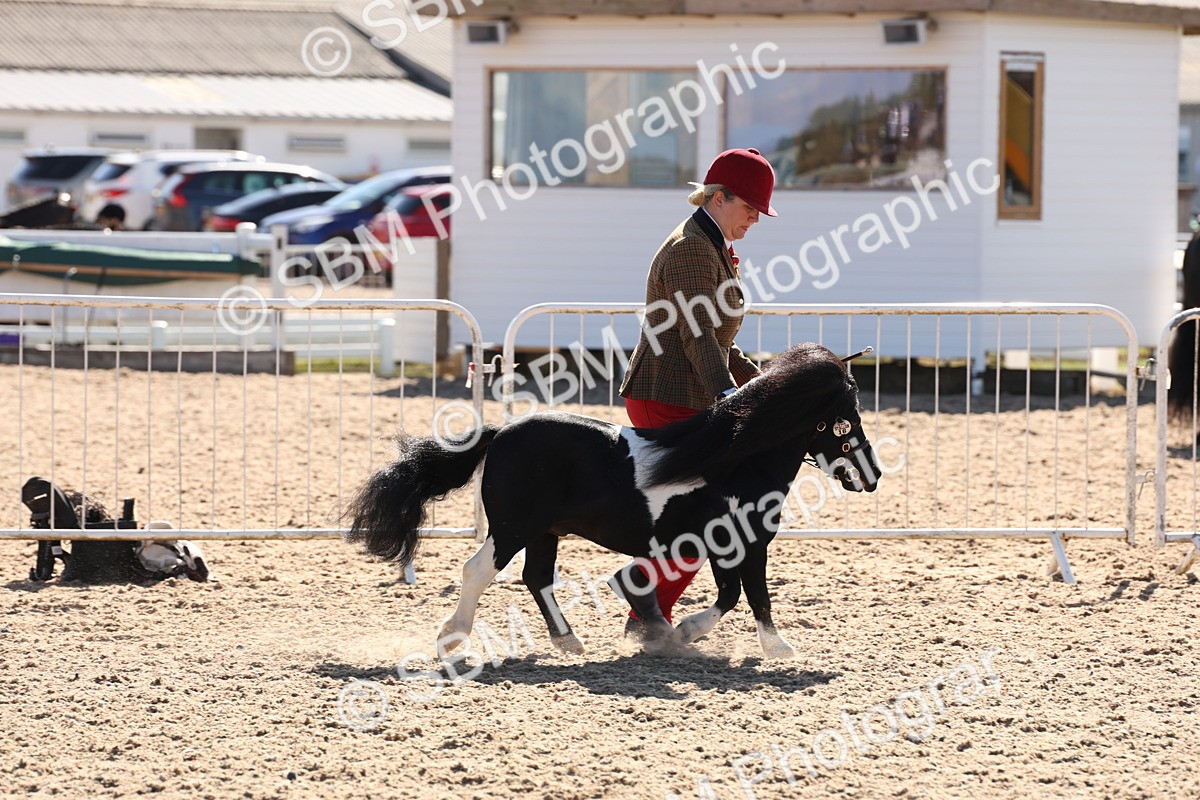 SBM_13873 - Class 205 - IH Show Pony - Show Hunter Pony