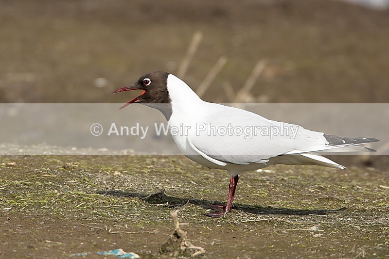 20140315-3K8A9313 - Gulls