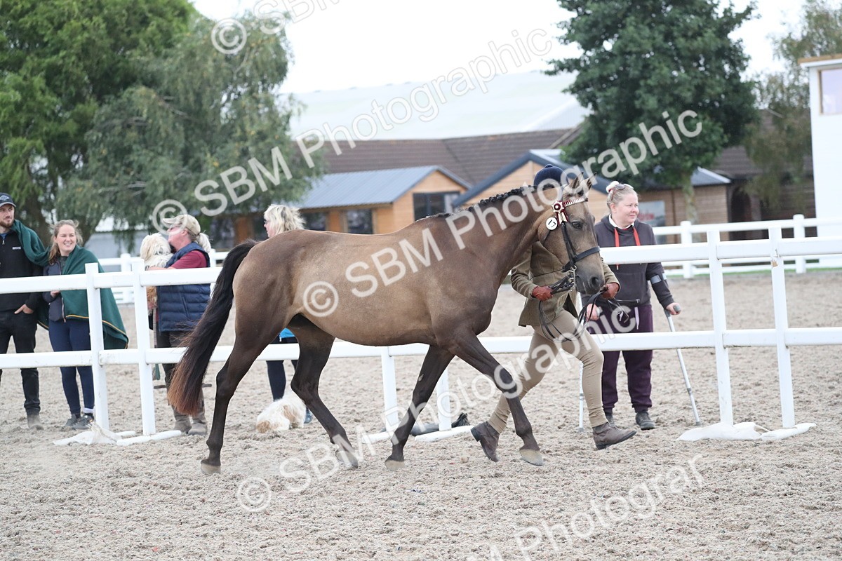 SBM_18380 - Class 318 IH Part bred Horse/Pony