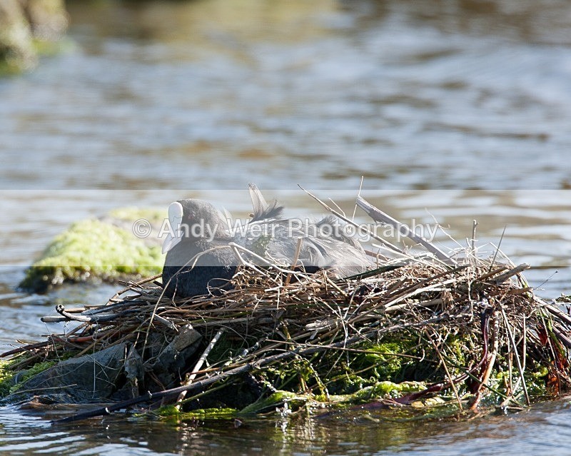 20090524-224 - Rails & Coots