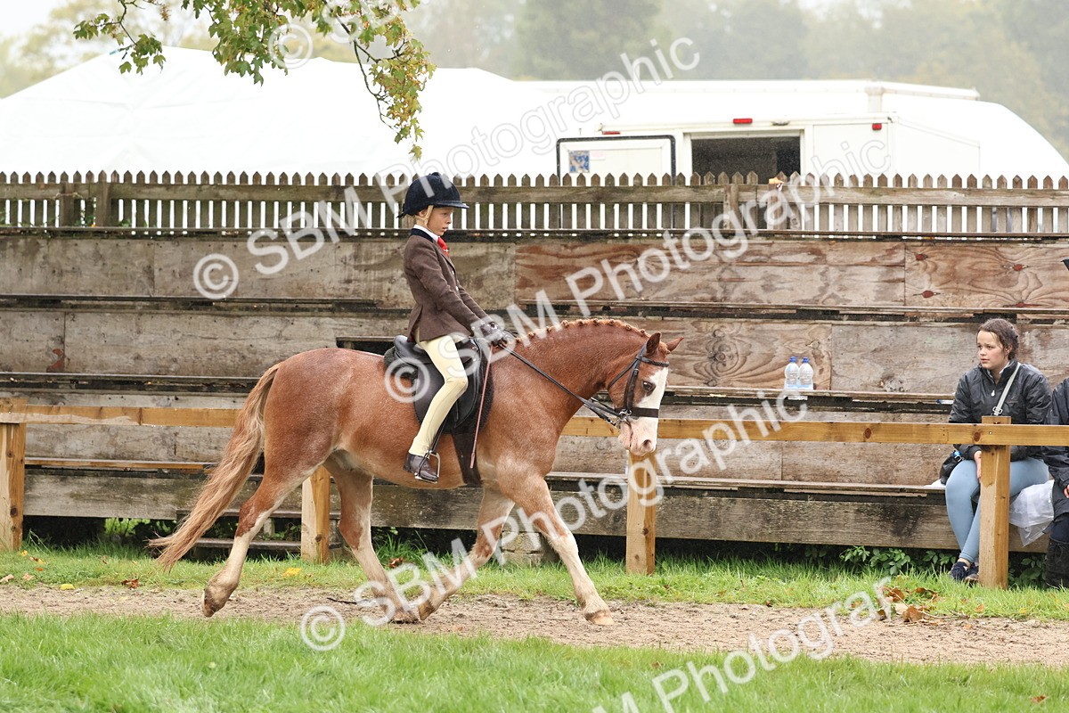 SBM_72986 - S63 Show Pony & Show Hunter Pony Ridden