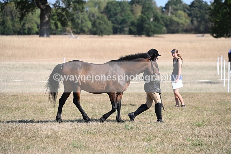 WJ6_7417 - Class 34 Judges Choice