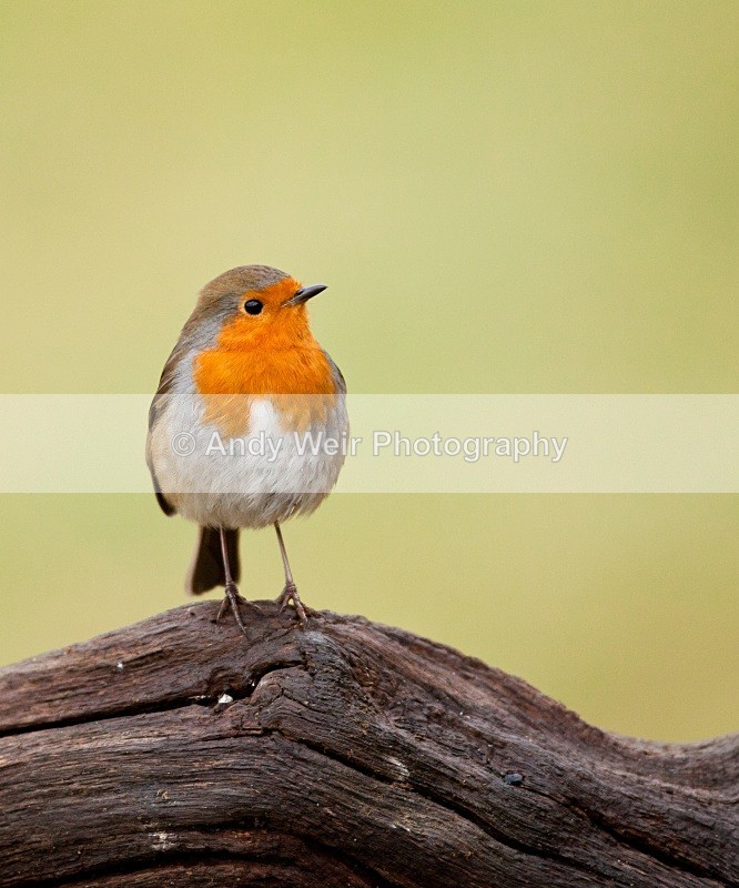 20110123-IMG_0396 - Robin