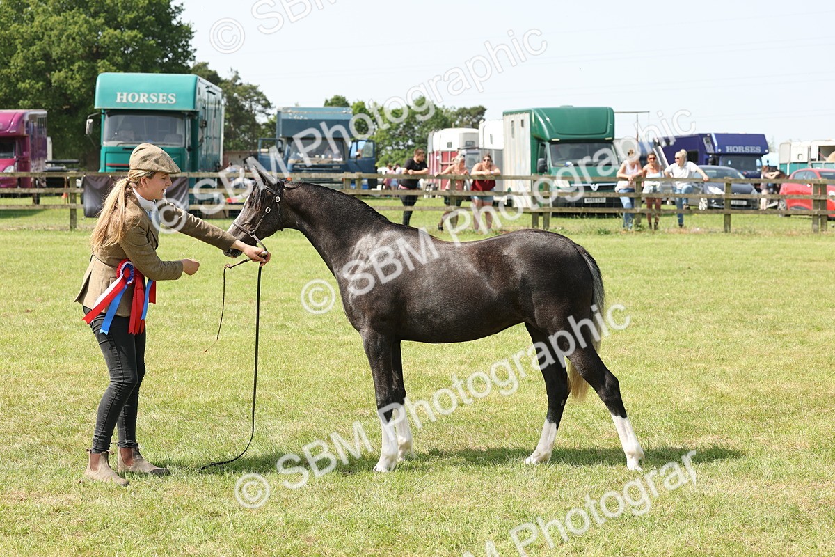 SBM_02422 - Class 6-13 - Mountatin and Moorland In Hand Welsh Breeds