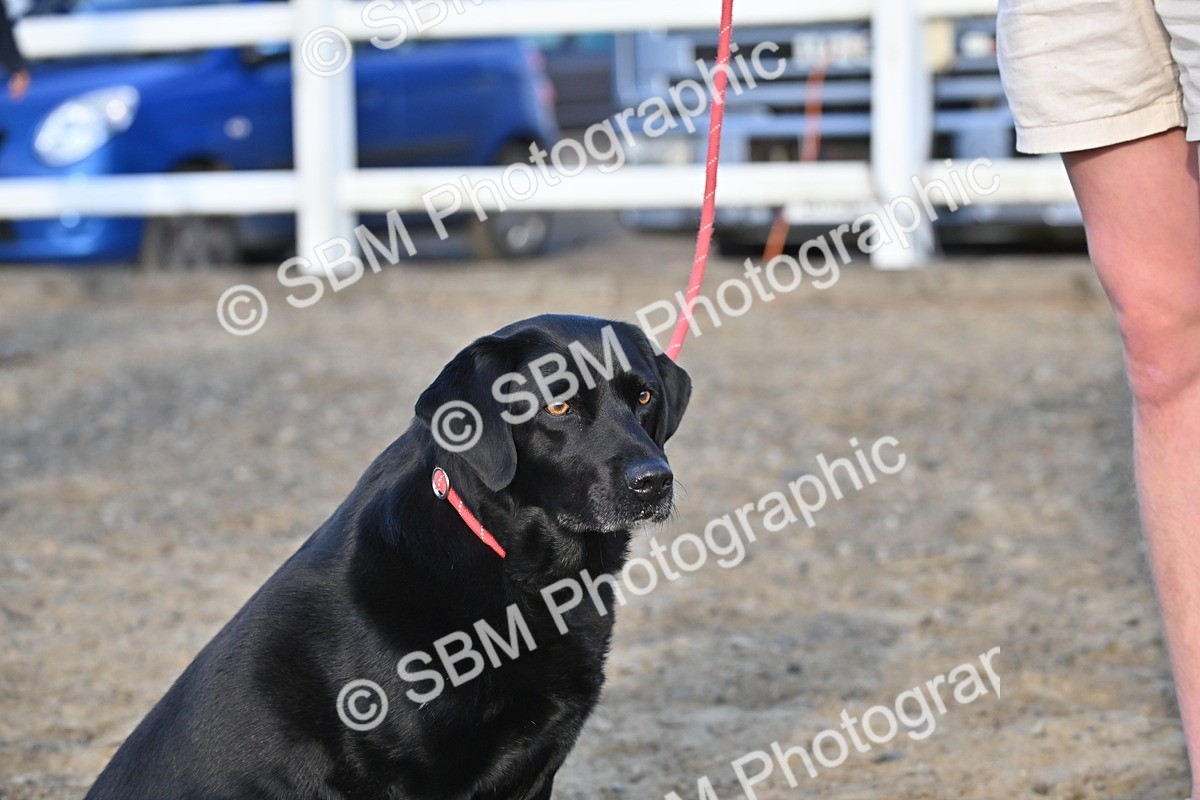 SBM_09487 - Lorry Dogs