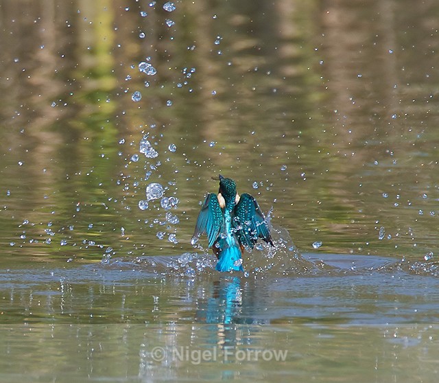 Kingfisher bursts from the water with a fish at Otmoor - Kingfisher