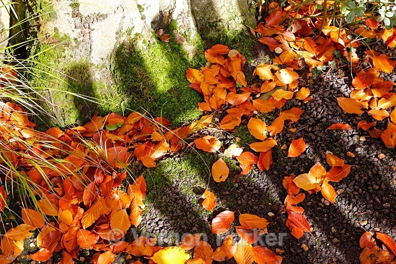 Autumn Leaves - Backgrounds
