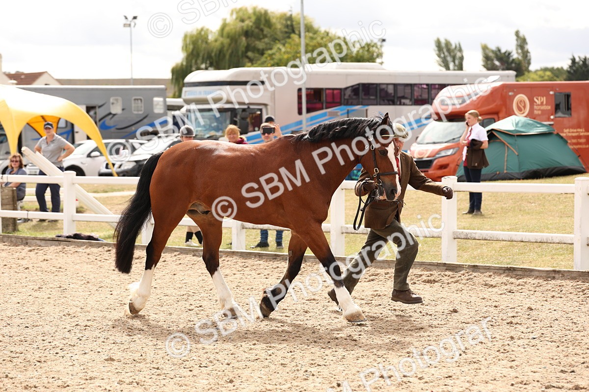 SBM_14663 - Class 208 - IH Veteran Horse