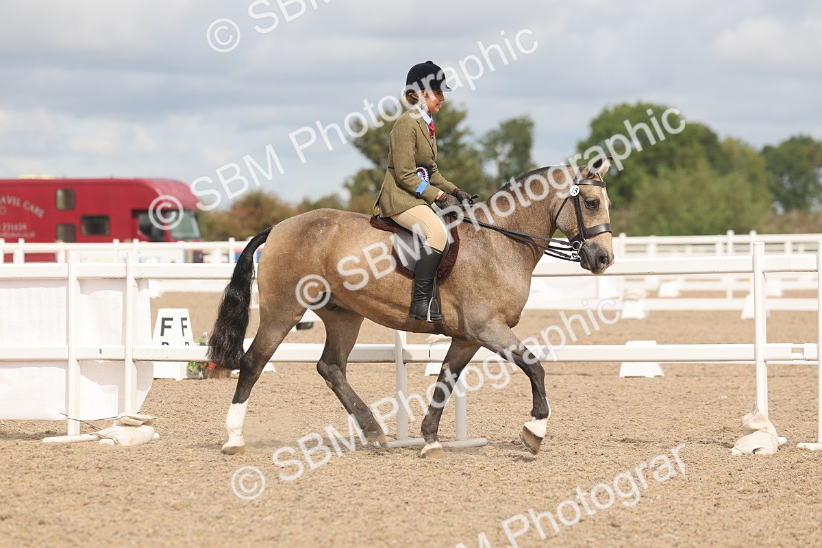 SBM_04598 - Class 19 - Horse/Pony Judge would most like to take home