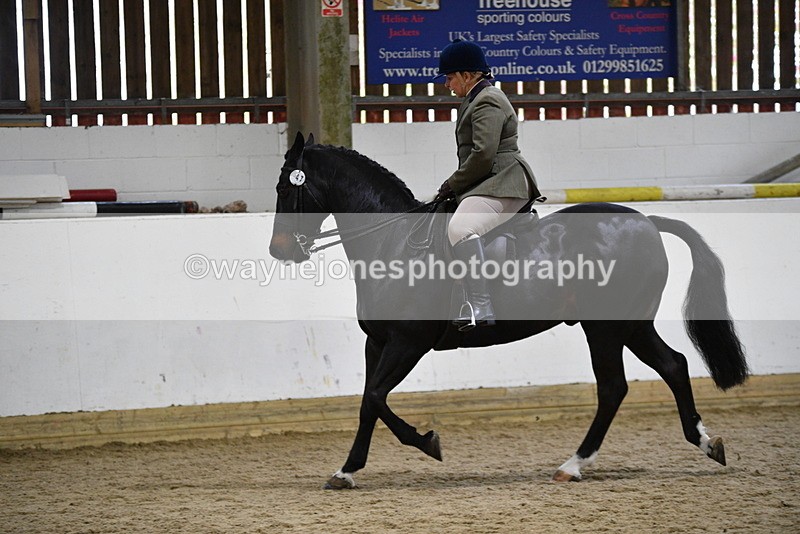 WJ5_7816 - Class 13 Ridden Part Breed