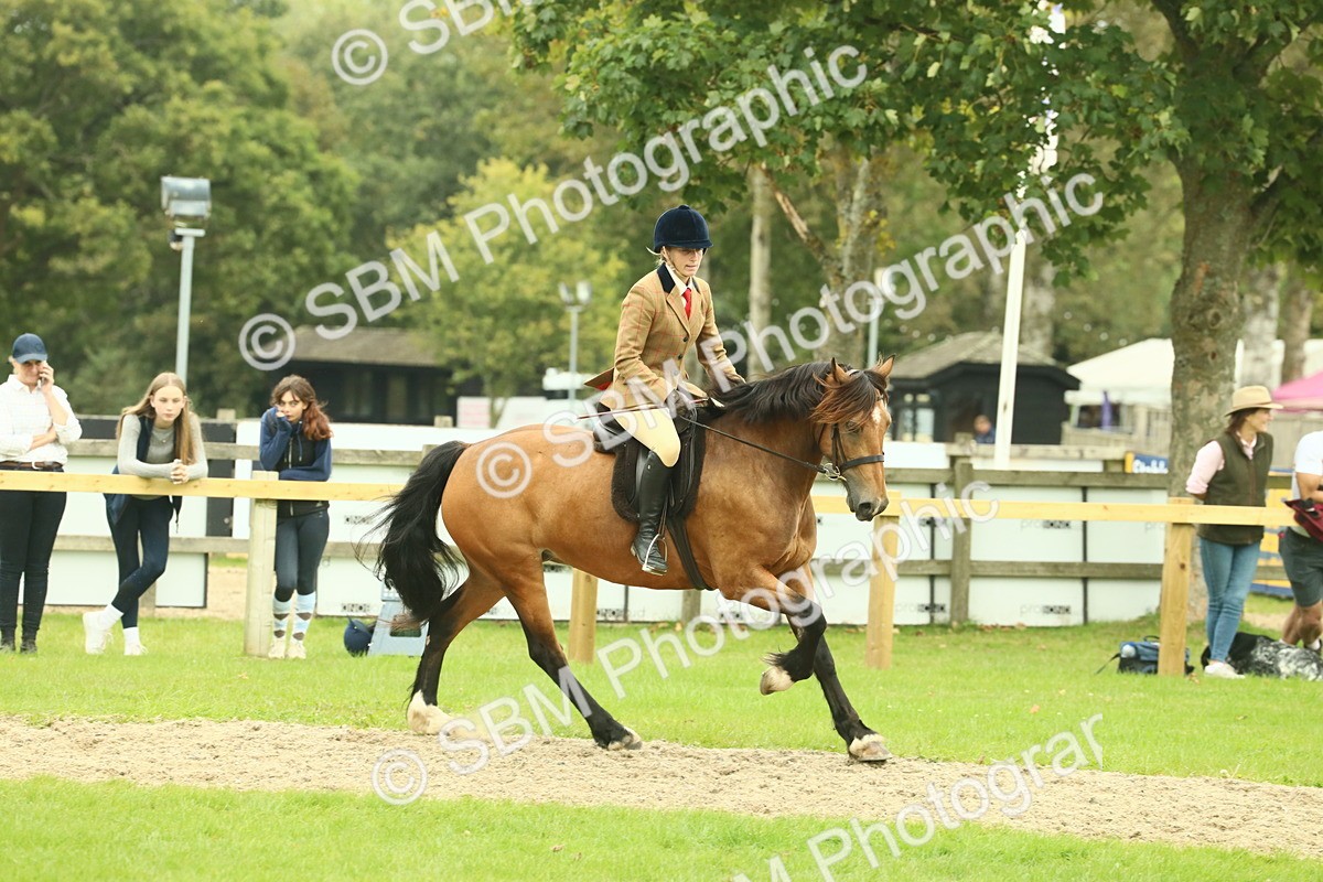 SBM_72141 - S60 - Mountain & Moorland Ridden Large Breeds