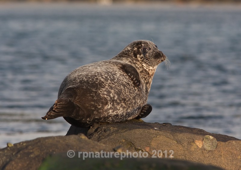 Common Seal - Phoca vitulina RPNP0042 - Mammals