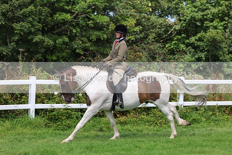 3E7A8703 - Class 5: Working Show Horse