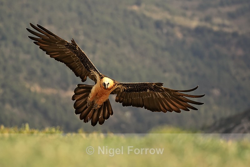 Lammergeier just about to land, Catalonia, Spain - Lammergeier