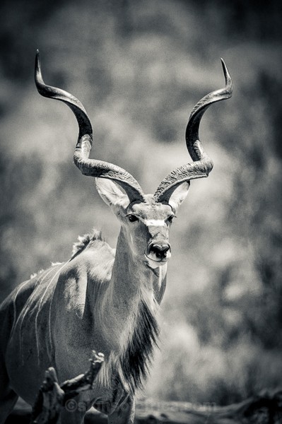 Kudu, Samburu, Kenya