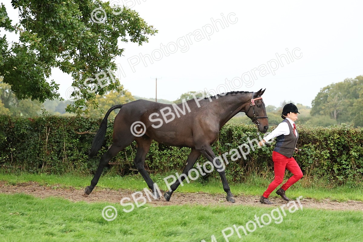 SBM_35284 - S10 - Best In Hand Horse & Pony