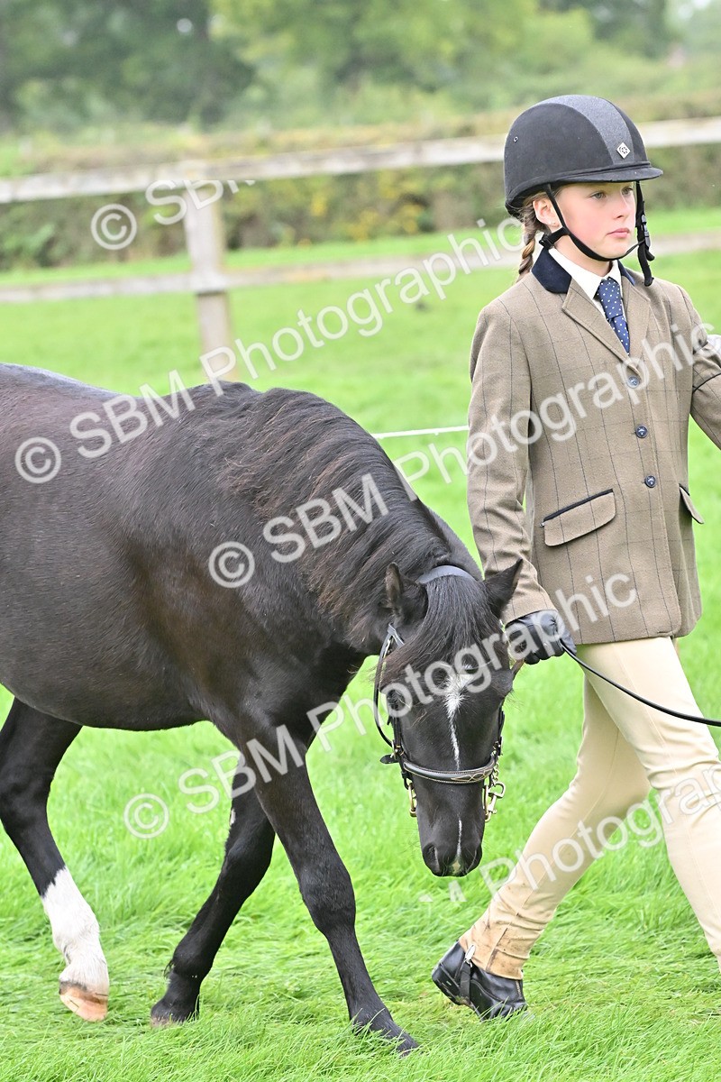 SBM_60908 - S48 - Mountain & Moorland In Hand Small Breeds