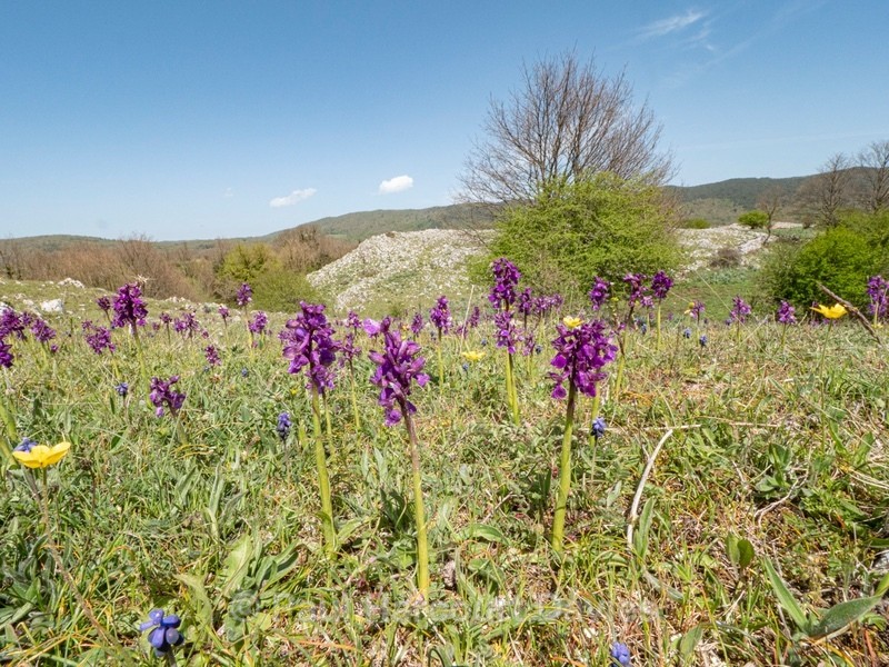 Green Winged orchid  (Anacamptis morio) syn Orchis morio) - Gargano - Wild Orchids
