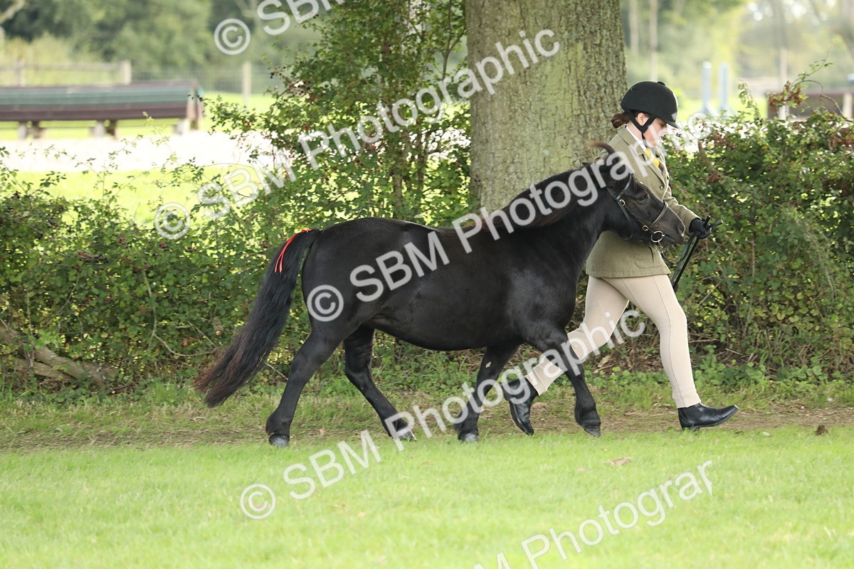 SBM_62730 - S46 - Mountain & Moorland In Hand Small Breeds