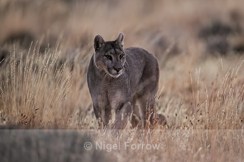 Puma Petacha in yellow grass, Torres del Paine, Chile - Puma