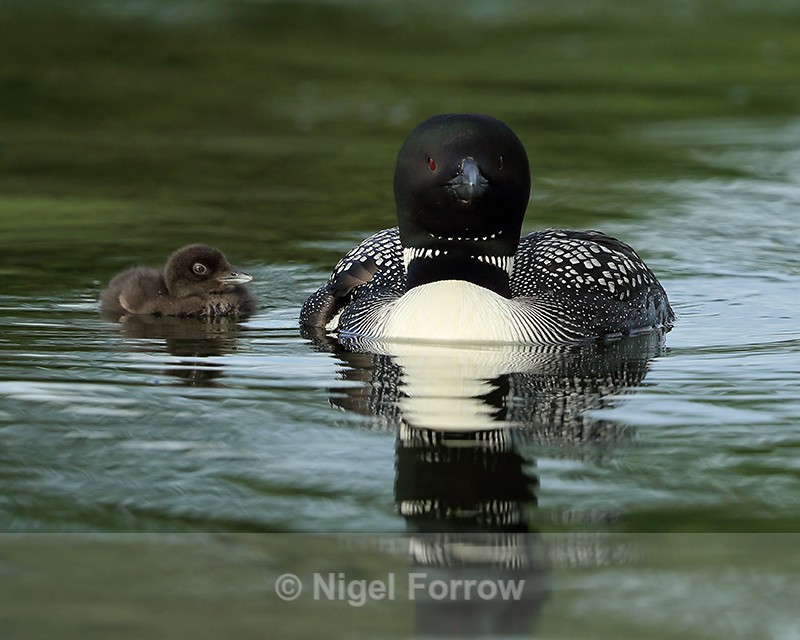 Great Northern Diver & chick, Minnesota, USA - Great Northern Diver