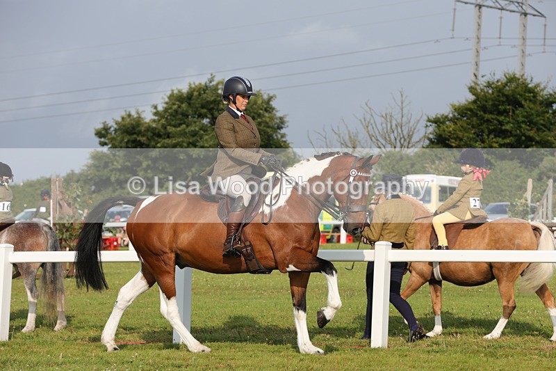 1X9A2872 - Class 25: Ridden Plaited Coloured Horse