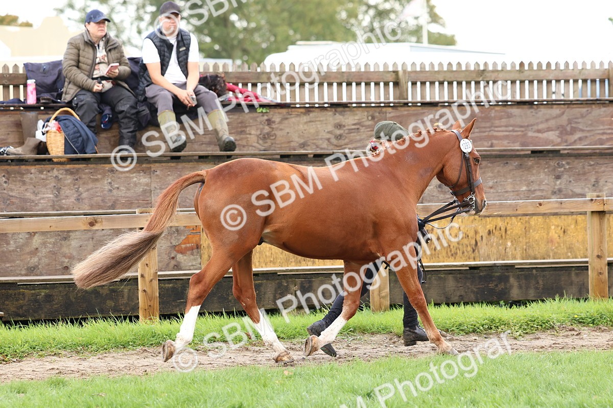 SBM_39449 - S24 - Young Veteran In Hand