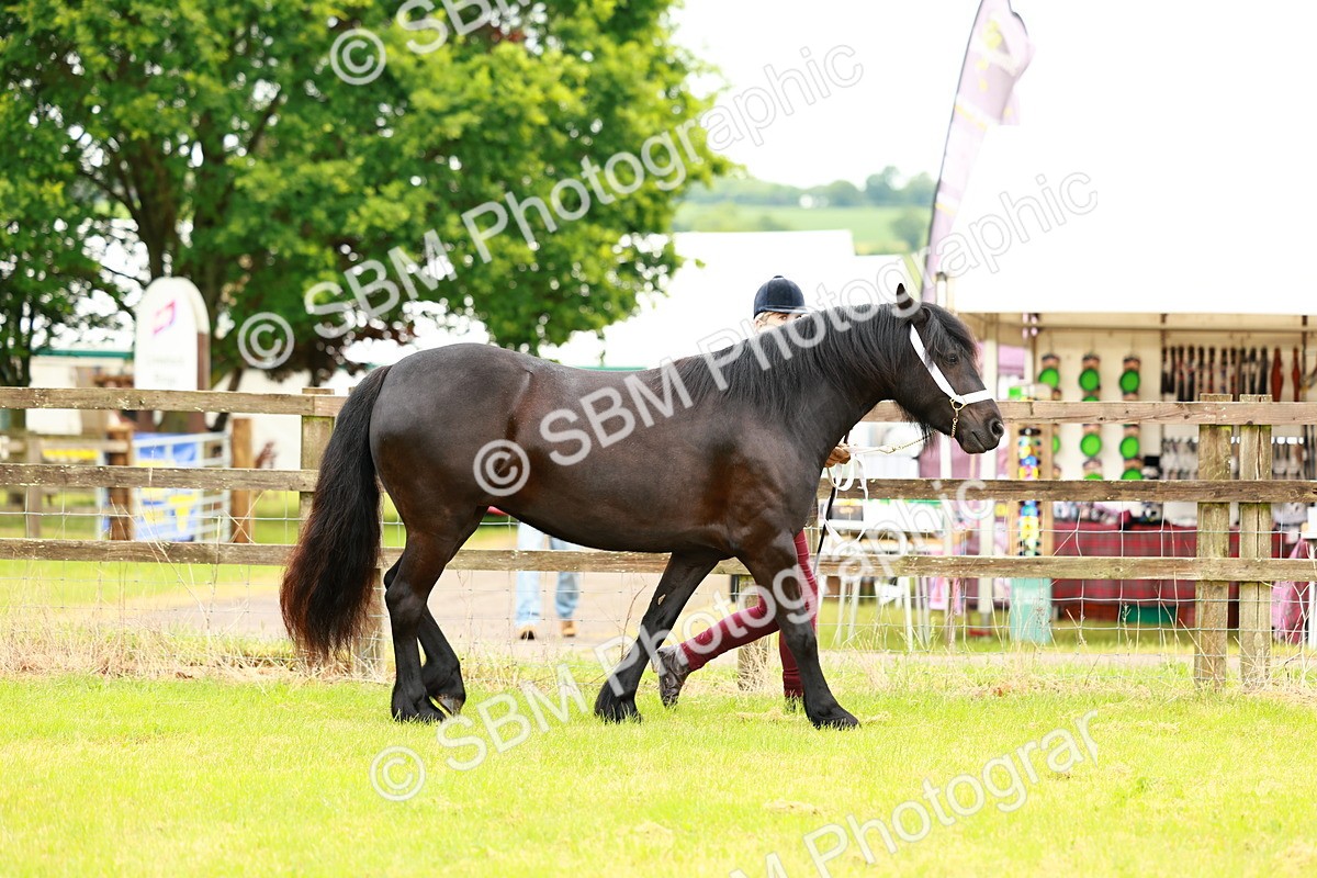 SBM_00358 - Class 58-67 - M&M Non Welsh Pony In hand