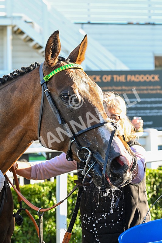 100924-Race 7-Desert Dream-0772 - Race 7