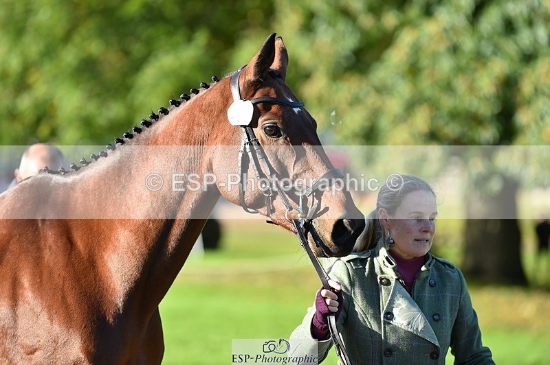 231022-101924-22410 - 433-WILLIAM-Laura.Sharpe-TrotUp+SJ