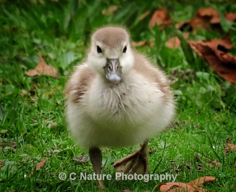 Egyptian Goose Chick - Birds