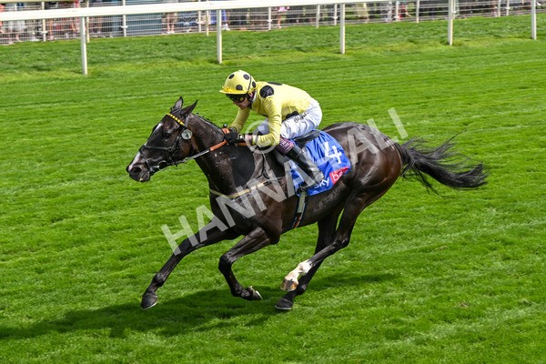 260725-Race 3-Royal Champion-7450 - Race 3 2.40pm Sky Bet York Stakes