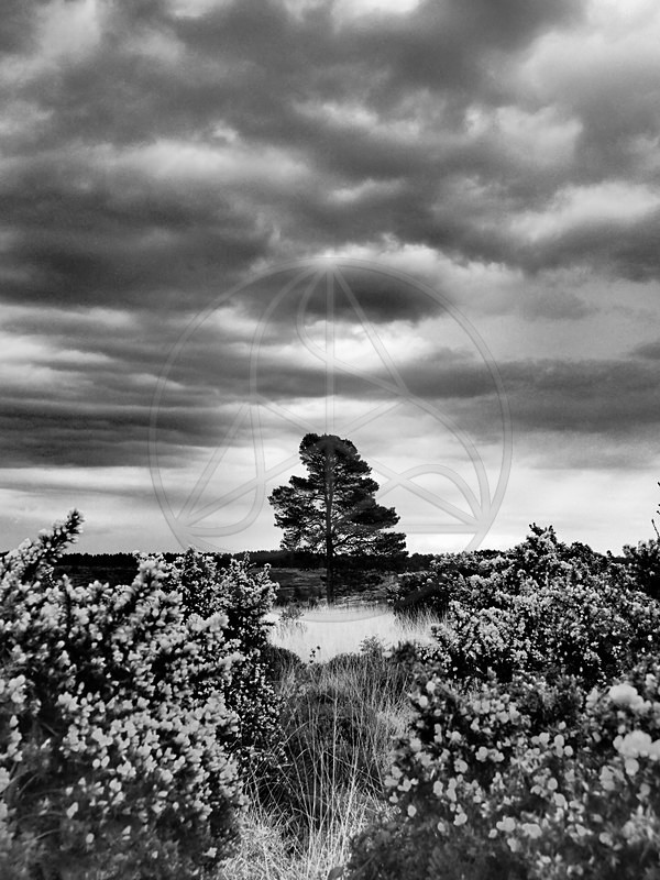 Alone_I_Stand - Everything Else