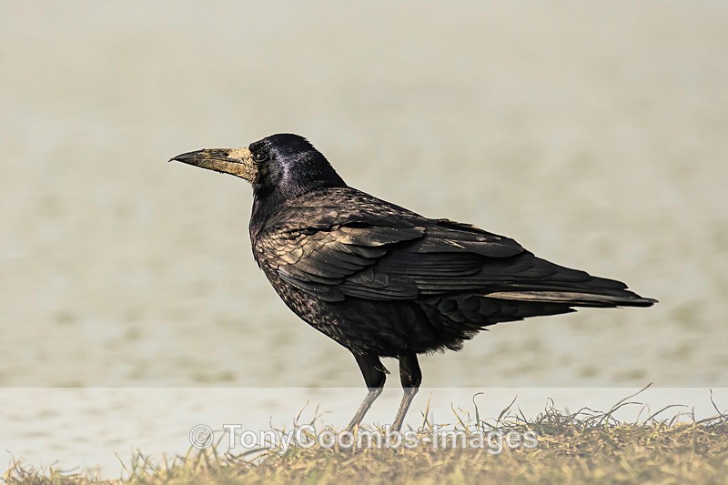 Rook - Buzzard and Drinking Pool Hides