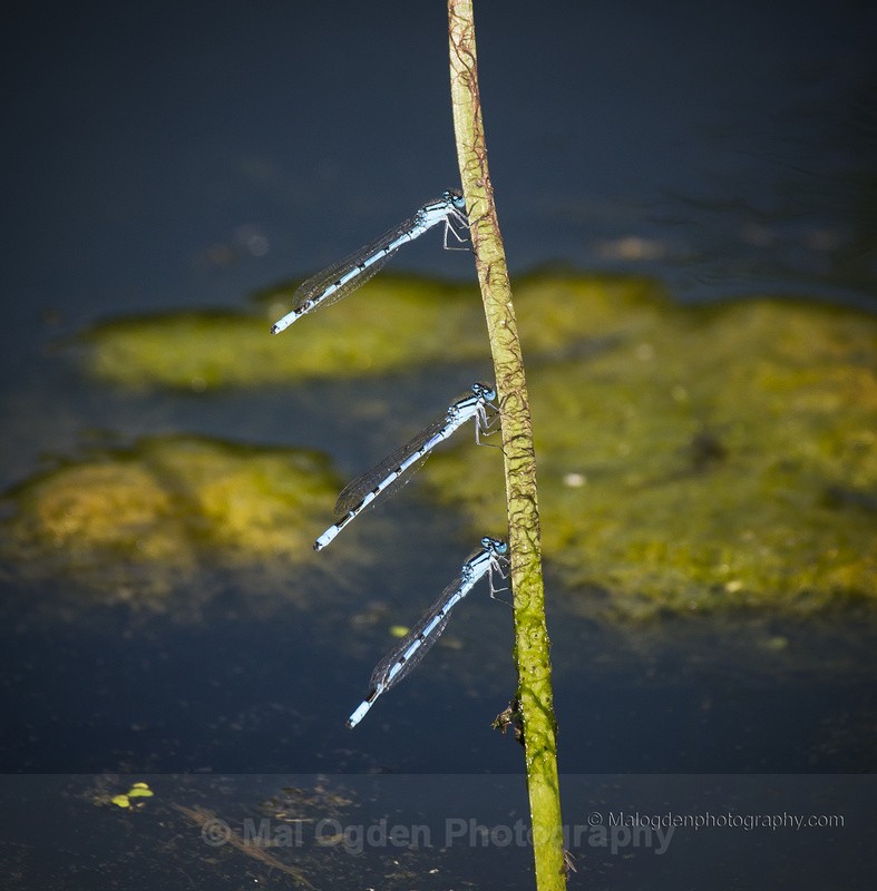 Common Blue Damselfly - Flora & Fauna