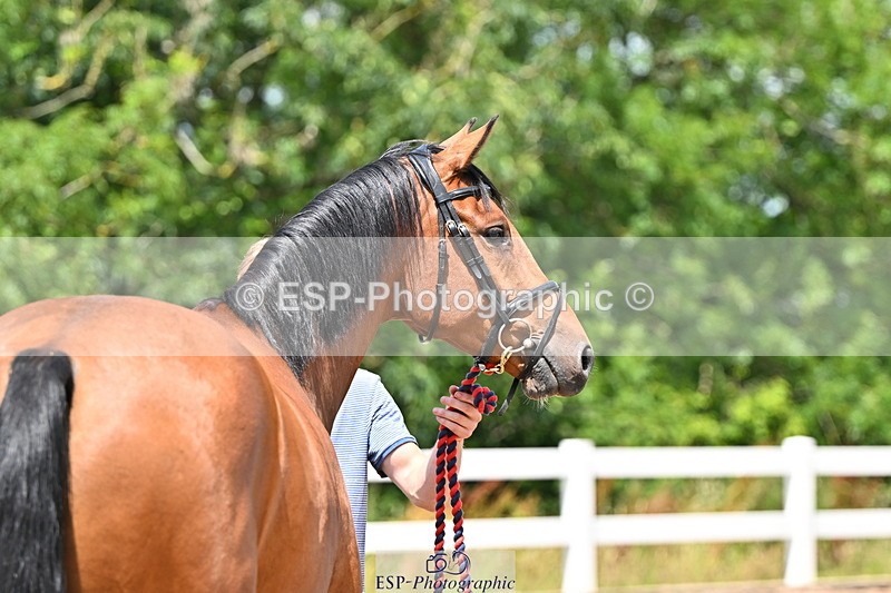 240718A-105257-01365 - Trot Up 12pm to 1pm
