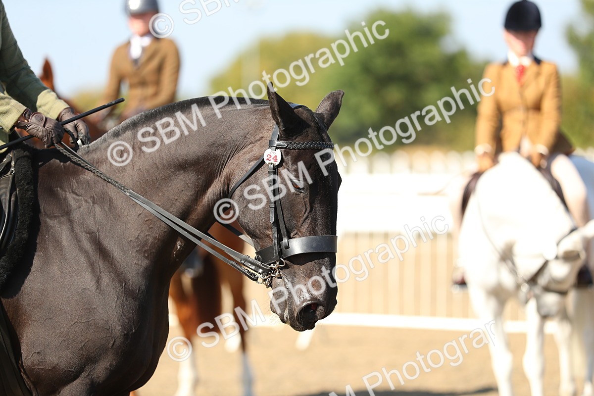 SBM_02255 - Class 43 Ridden Competition Horse/Pony