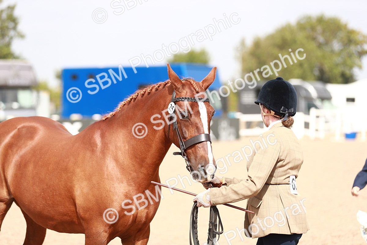 SBM_13239 - Class 208 IH Veteran Horse