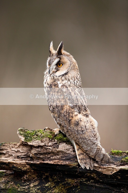 20110312-IMG_1293-117 - Long Eared Owl